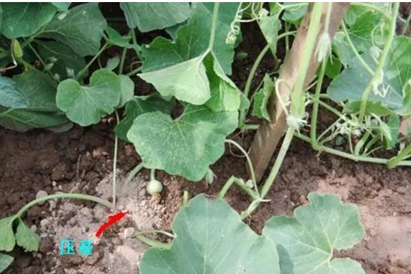 西瓜种植全过程，露天西瓜种植方法与时间