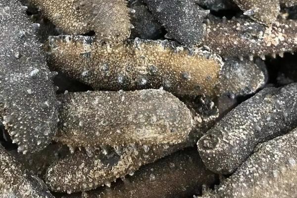 海参养殖的和野生的有什么区别，养海参为啥投放敌敌畏