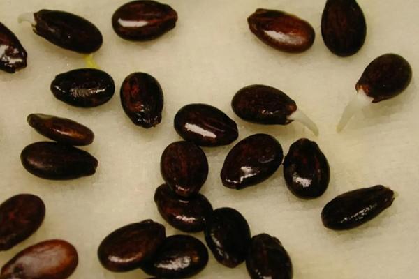 西瓜种植全过程，露天西瓜种植方法与时间