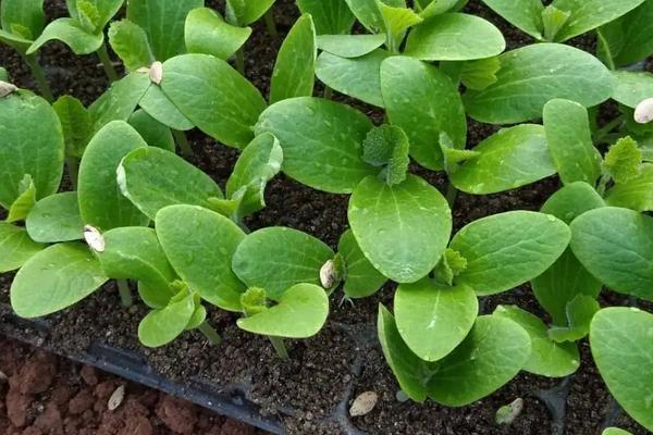 种植西瓜的步骤以及方法，西瓜底肥施肥方案