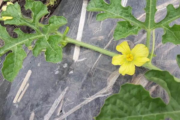 种植西瓜的步骤以及方法，西瓜底肥施肥方案
