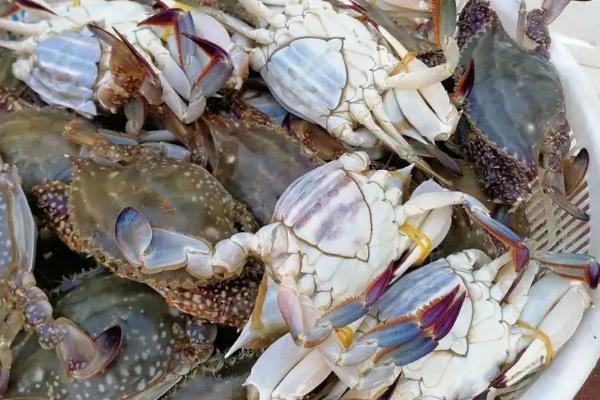 白蟹怎么选才是胖胖的,和梭子蟹有什么区别