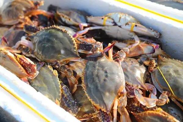 白蟹怎么选才是胖胖的,和梭子蟹有什么区别