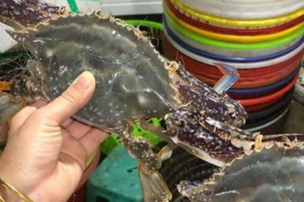 白蟹怎么选才是胖胖的,和梭子蟹有什么区别