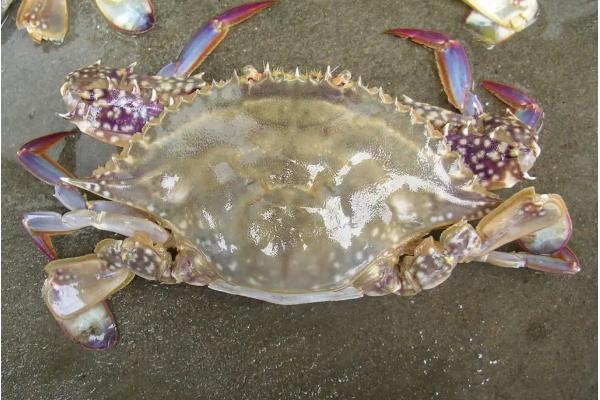 白蟹怎么选才是胖胖的,和梭子蟹有什么区别