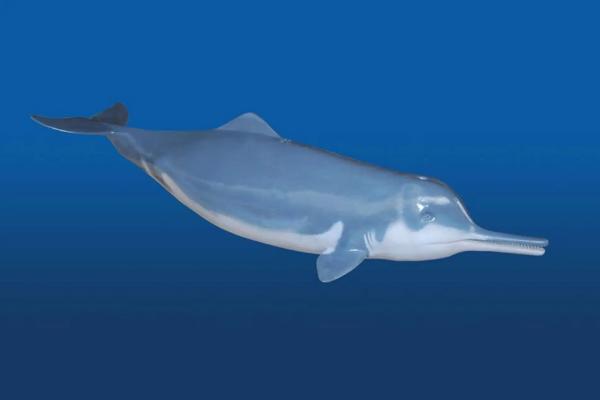 白鳍豚生活在哪个区域，属于什么类动物，和长江江豚有何区别