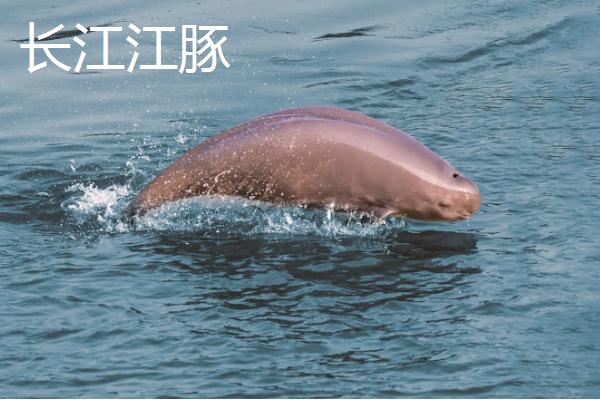 白鳍豚生活在哪个区域，属于什么类动物，和长江江豚有何区别