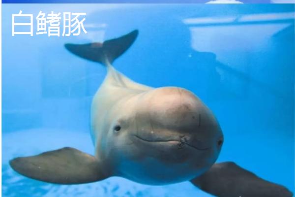 白鳍豚生活在哪个区域，属于什么类动物，和长江江豚有何区别