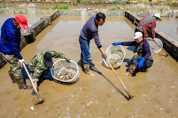 梭子蟹养殖基地,养殖的和野生的有何区别