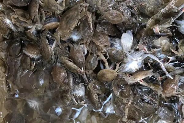 梭子蟹养殖基地,养殖的和野生的有何区别