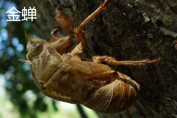 金蝉和竹蝉的区别