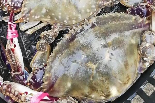 梭子蟹养殖基地,养殖的和野生的有何区别