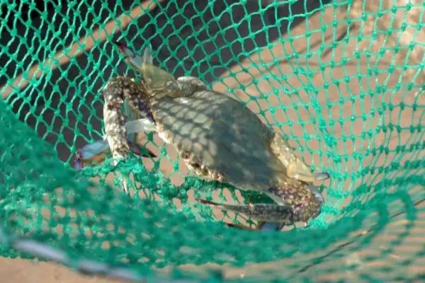 梭子蟹养殖基地,养殖的和野生的有何区别