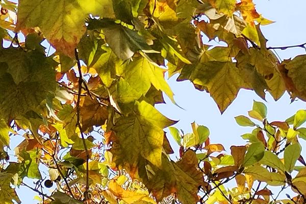 法桐树病虫害的防治，和梧桐树有什么不同