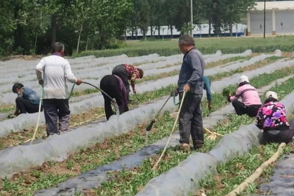 种植西瓜的步骤以及方法，西瓜底肥施肥方案
