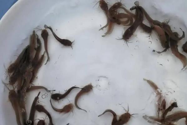 塘鲺鱼苗养殖技术,对水质要求高不高