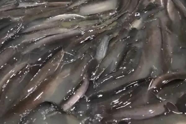 塘鲺鱼苗养殖技术,对水质要求高不高