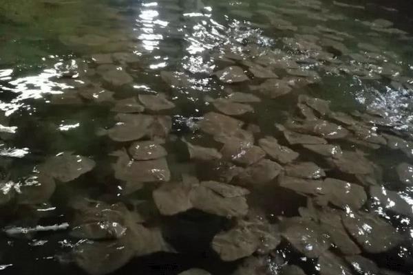 人工养殖多宝鱼是淡水鱼吗,附养殖技术