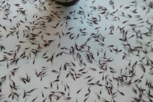 水花鱼苗养殖技术,一个月能长多大