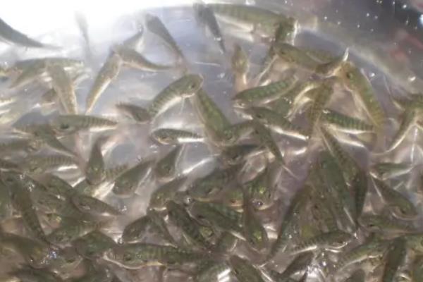 水花鱼苗养殖技术,一个月能长多大
