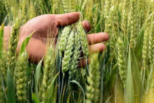 百农307适合地区,与207小麦有什么区别