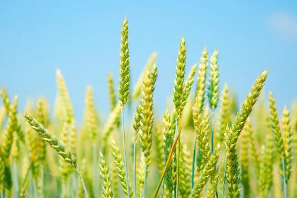 百农307适合地区,与207小麦有什么区别