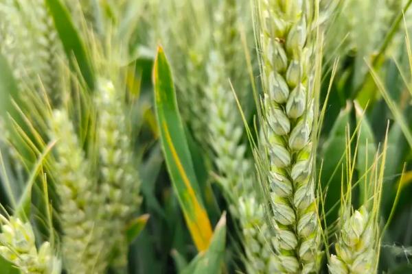 百农307适合地区,与207小麦有什么区别