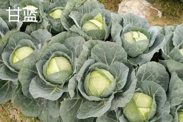 甘蓝与卷心菜的区别