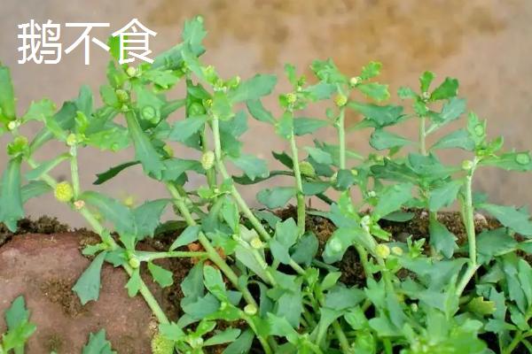 鹅不食是什么草，与石胡荽有什么区别