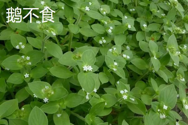 鹅不食是什么草，与石胡荽有什么区别