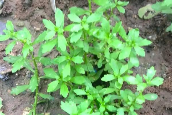 鹅不食是什么草，与石胡荽有什么区别