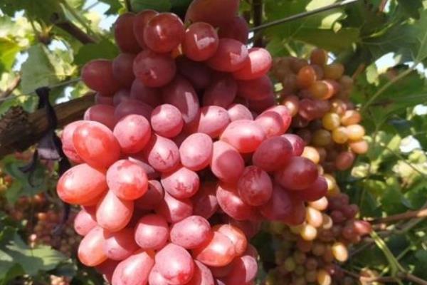 红提葡萄种植技术与管理,附病害防治方法