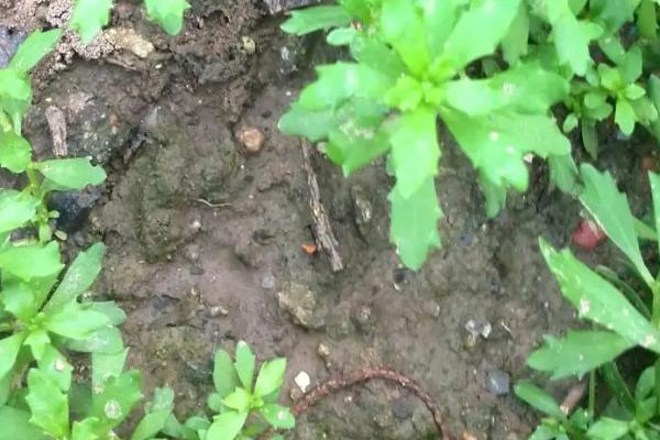 鹅不食是什么草，与石胡荽有什么区别