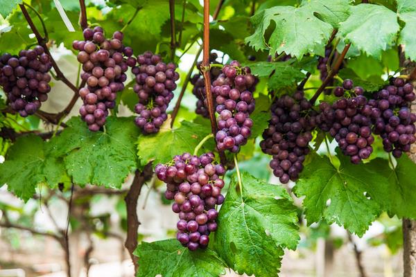 红提葡萄种植技术与管理,附病害防治方法