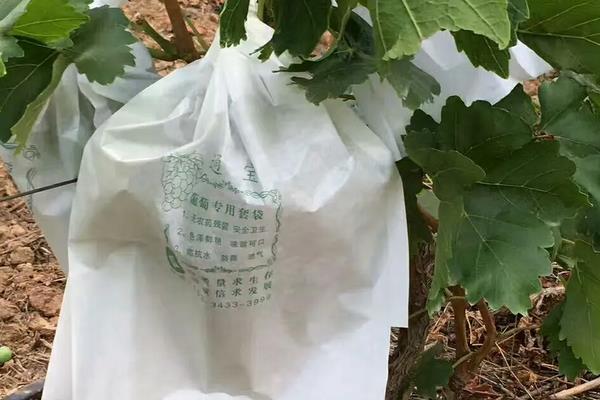 红提葡萄种植技术与管理,附病害防治方法