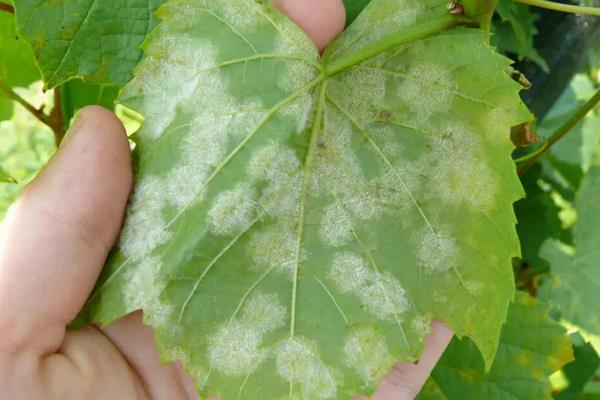 红提葡萄种植技术与管理,附病害防治方法