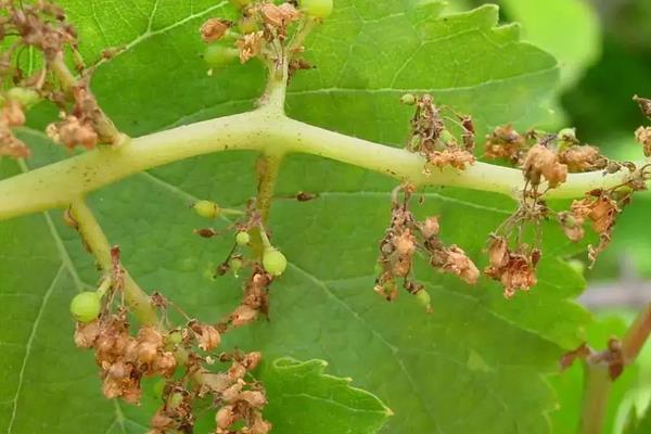 红提葡萄种植技术与管理,附病害防治方法