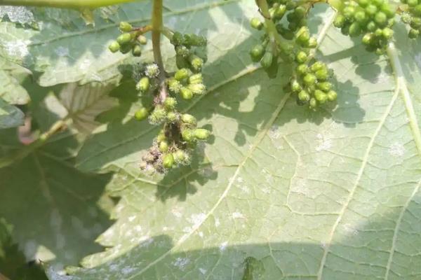 红提葡萄种植技术与管理,附病害防治方法