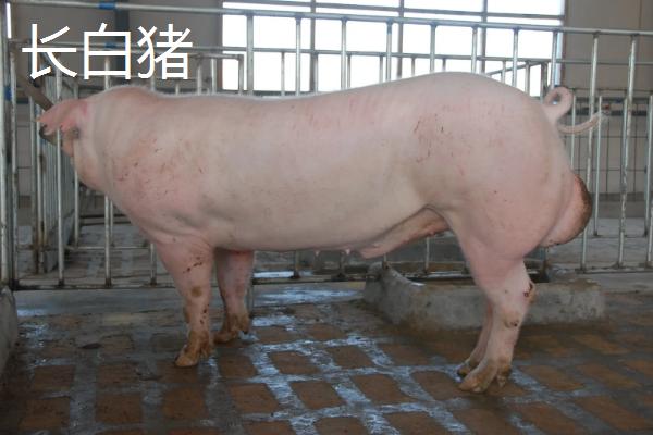 长白和大白猪耳朵区别,长白猪可以做母猪吗