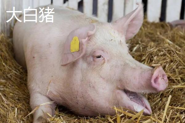 长白和大白猪耳朵区别,长白猪可以做母猪吗