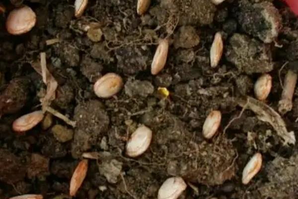 南瓜的种植方法和技术，什么时候种植好