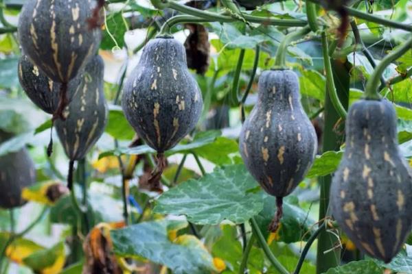 香芋南瓜种植技术和田间管理，生长周期多长