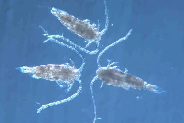 鱼虫怎么在家繁殖,鱼虫是什么东西