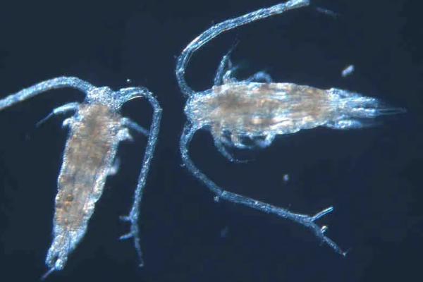 鱼虫怎么在家繁殖,鱼虫是什么东西