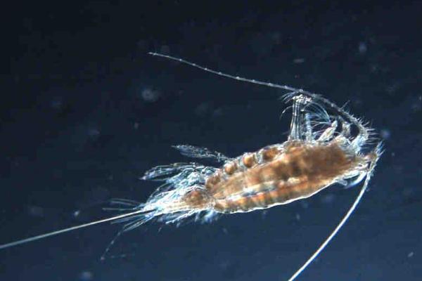 鱼虫怎么在家繁殖,鱼虫是什么东西