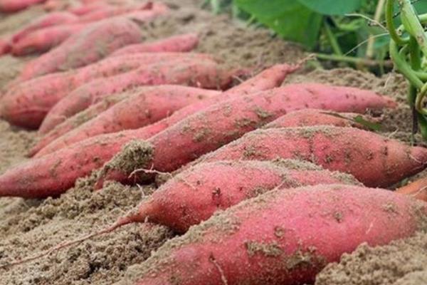 红薯用什么复合肥高产，附种植方法与时间