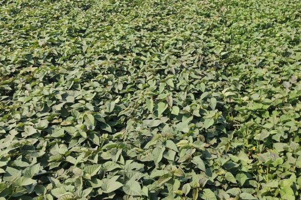 西瓜红红薯种植技术与管理,红薯的种类介绍