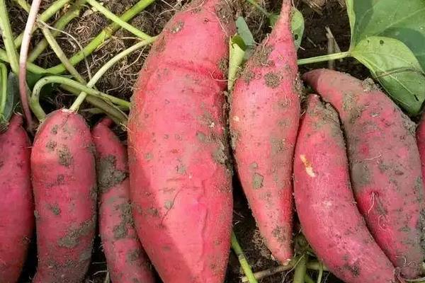 红薯用什么复合肥高产，附种植方法与时间
