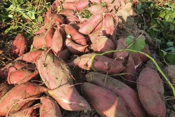 西瓜红红薯种植技术与管理,红薯的种类介绍