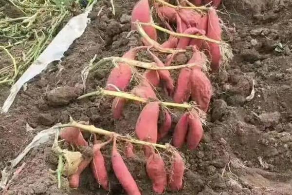 西瓜红红薯种植技术与管理,红薯的种类介绍